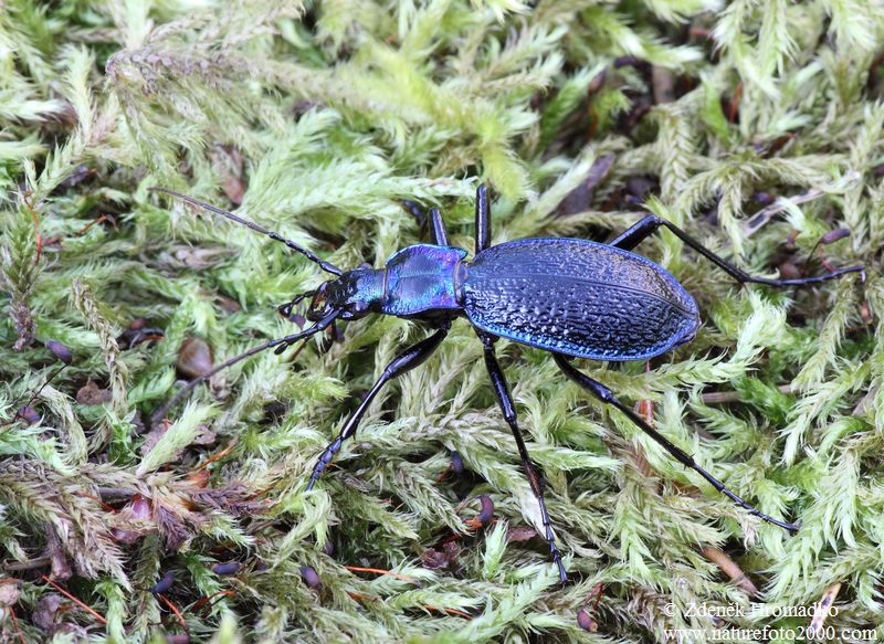 střevlík svraštělý, Carabus intricatus intricatus, Carabidae, Carabinae (Brouci, Coleoptera)